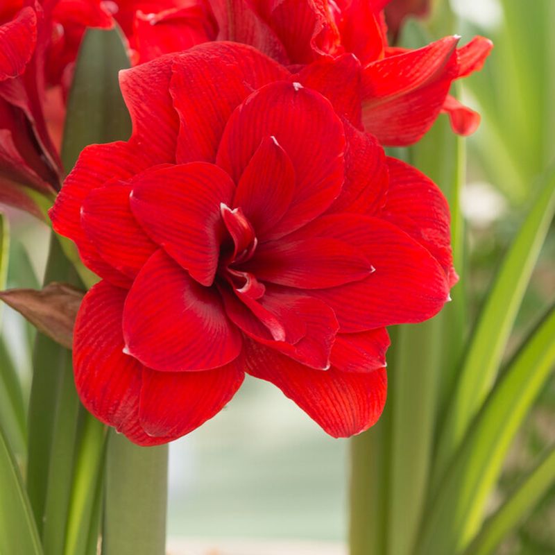 Double-Bloom Red Variety Drama