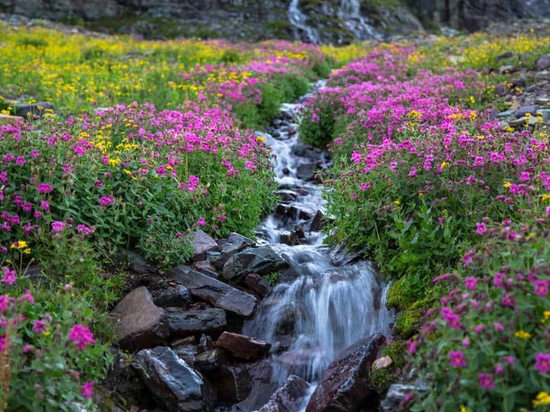 Wildflower Meadows And Pine Forests