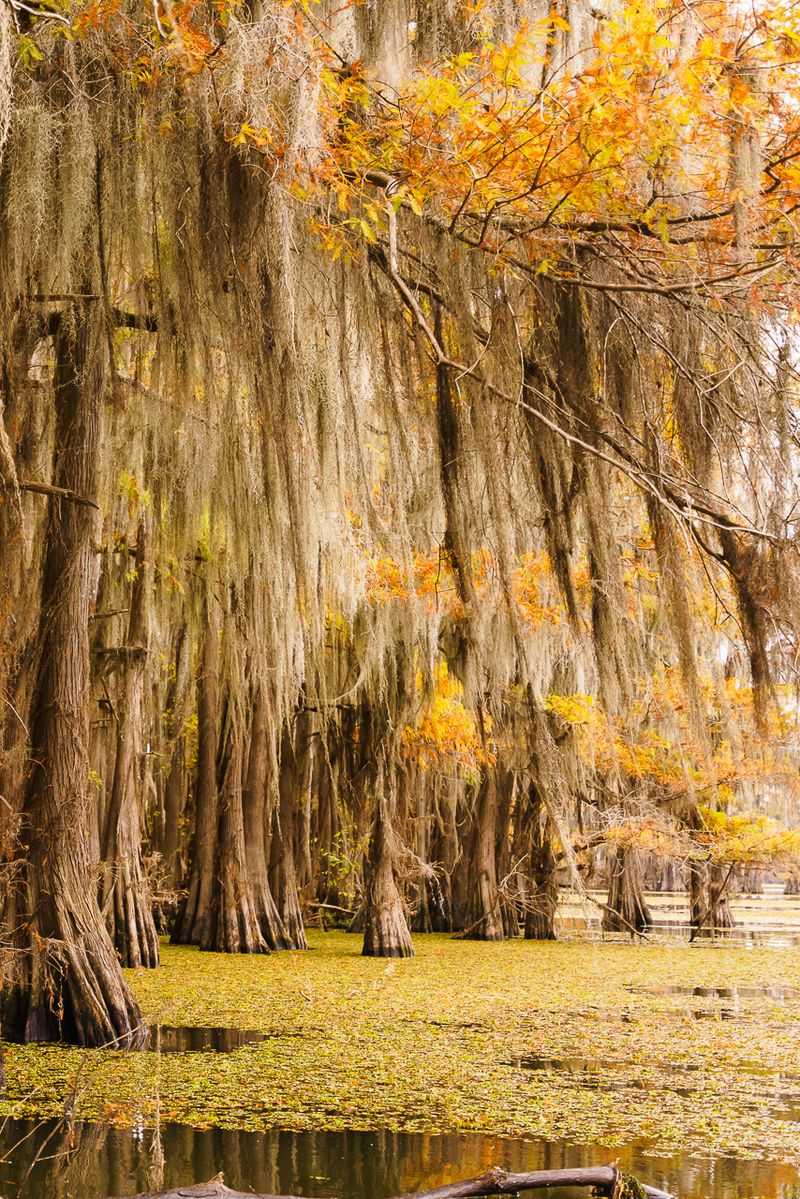 Caddo Lake State Park Serenity