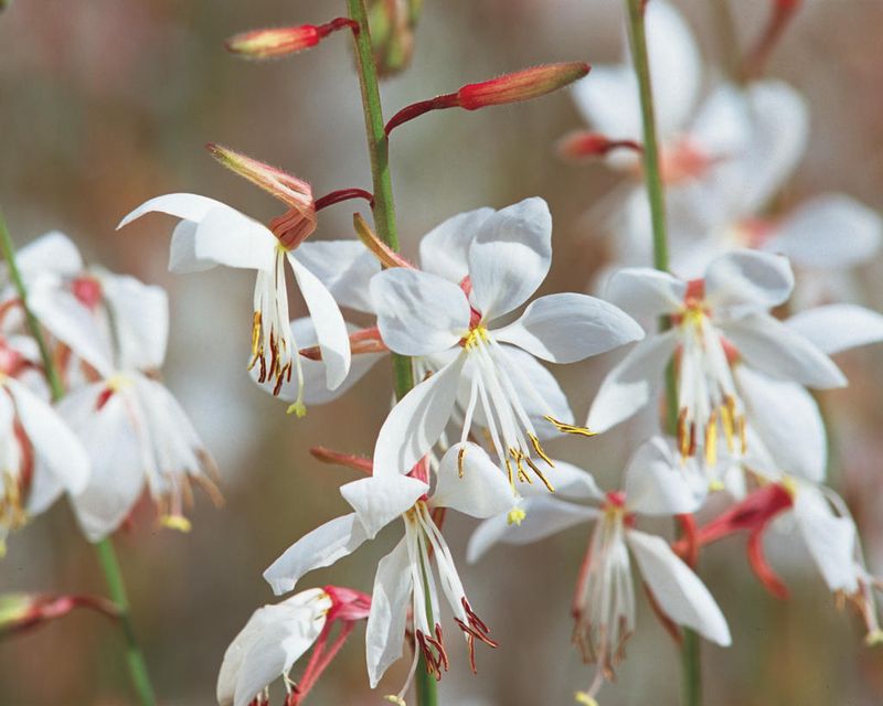 16 New Mexico Flowers That Thrive In The Desert Sun And Make Any Yard Look Luxurious - Decor Hint Gaura