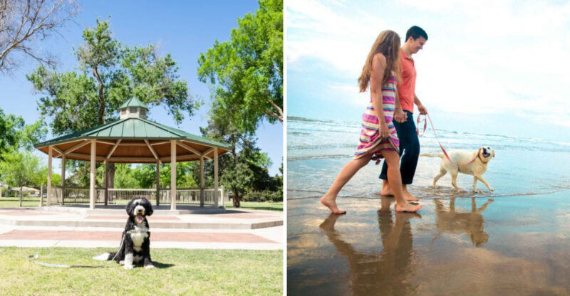 Your Ultimate Guide 14 Texas Cities For A Pet-Friendly Vacation