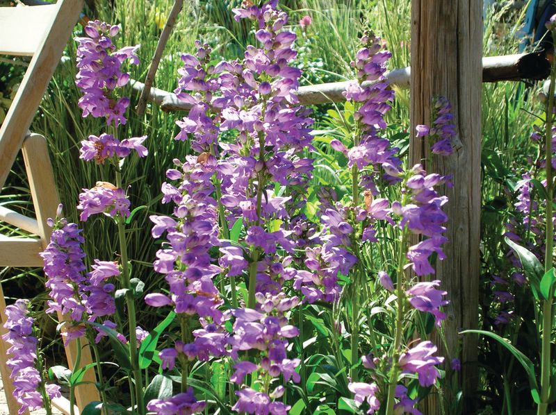 16 New Mexico Flowers That Thrive In The Desert Sun And Make Any Yard Look Luxurious - Decor Hint Rocky Mountain Penstemon