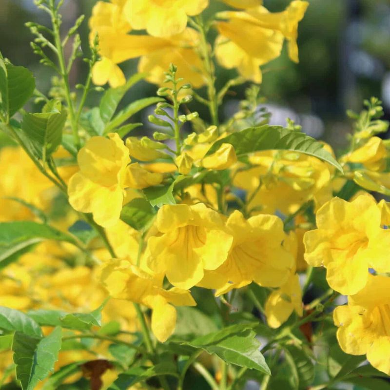 14 Texas Flowers That Survive The Heat And Make Any Yard Look Pricier - Decor Hint Esperanza