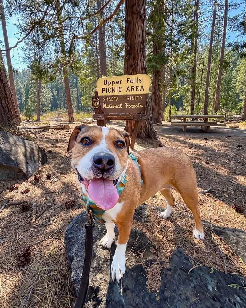 Shasta-Trinity National Forest