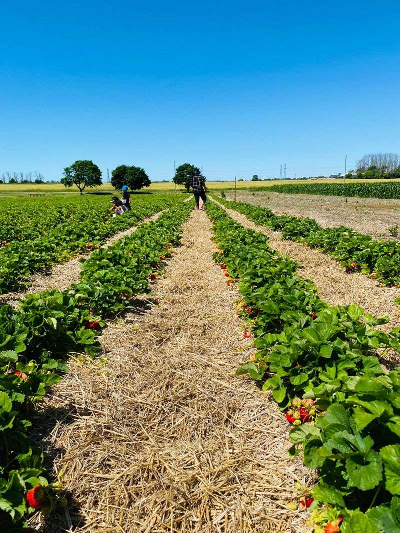 13 South Carolina Butcher Shops Where The Meats Alone Justify The Road Trip - Decor Hint Watson Farms