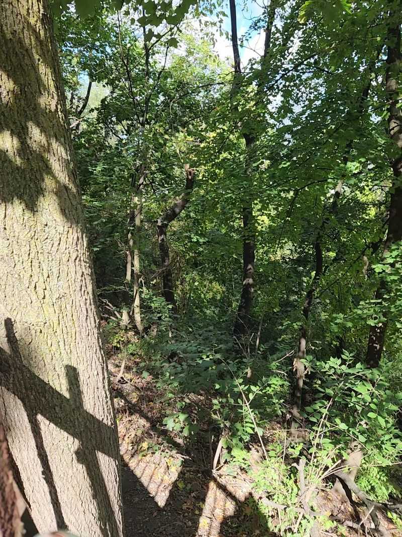 Ancient Trees Stand As Silent Witnesses