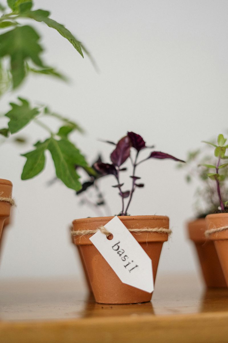 Creating A Small Indoor Herb Garden