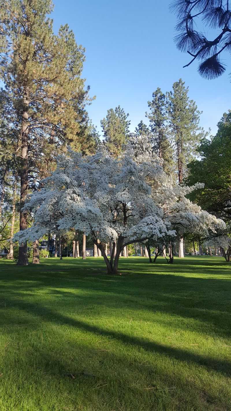 Explore Washington Spokane's Oldest Neighborhood With The Browne's Addition Walking Tour - Decor Hint Coeur d'Alene Park