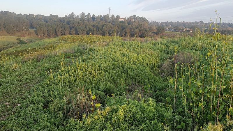 Wood Canyon Grassland Meadows