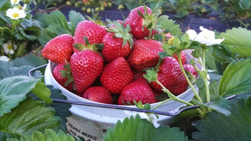 13 Maine Markets Delivering The Freshest Cuts Straight From Local Farms - Decor Hint Buckle & Berry Farm