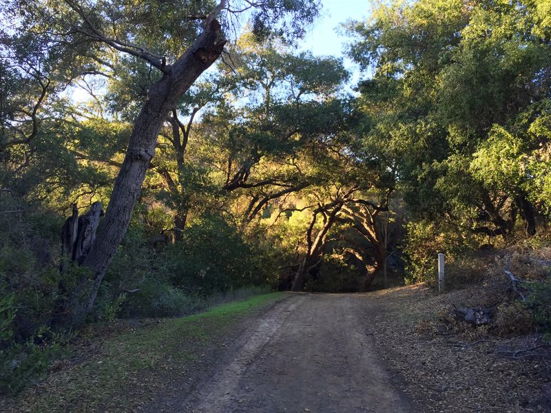 Arroyo Conejo Oak Woodlands