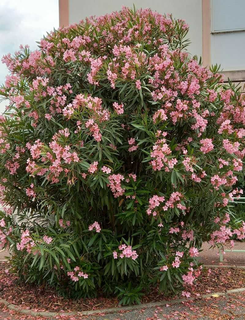 Oleander Shrubs