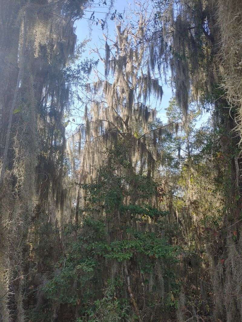 Oglethorpe Oak 1736 Historical Marker