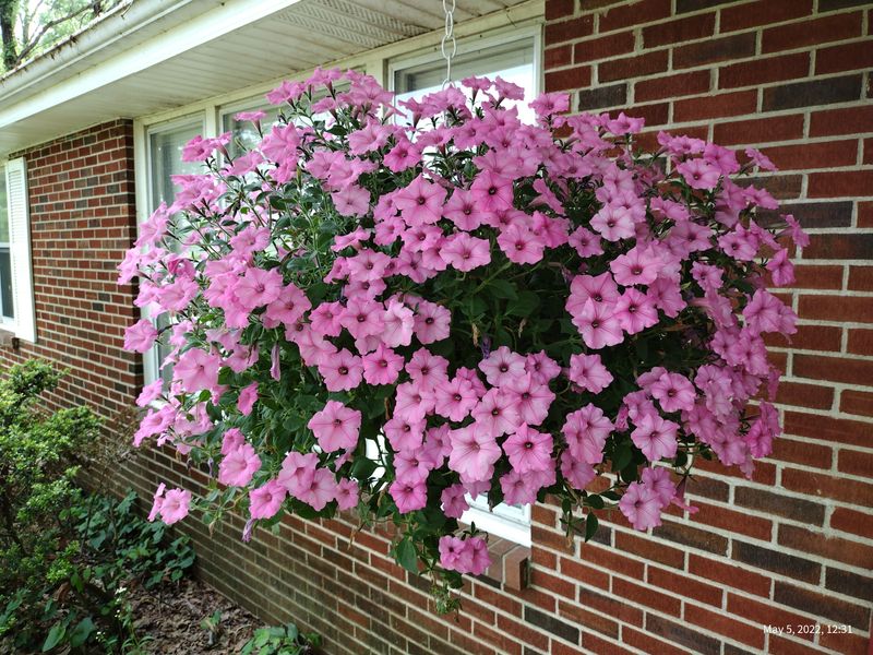12 Front Porch Looks That Define South Carolina Welcoming Style - Decor Hint Hanging Plants In Baskets