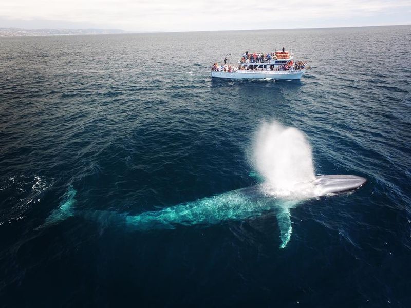 Whale Watching Happens From Your Window