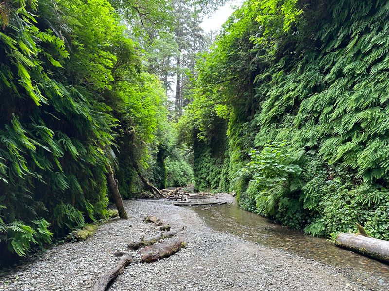 Fern Canyon
