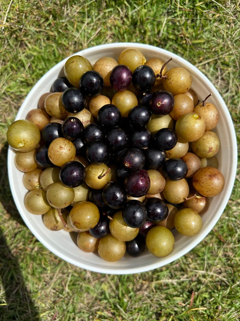 Muscadine Products