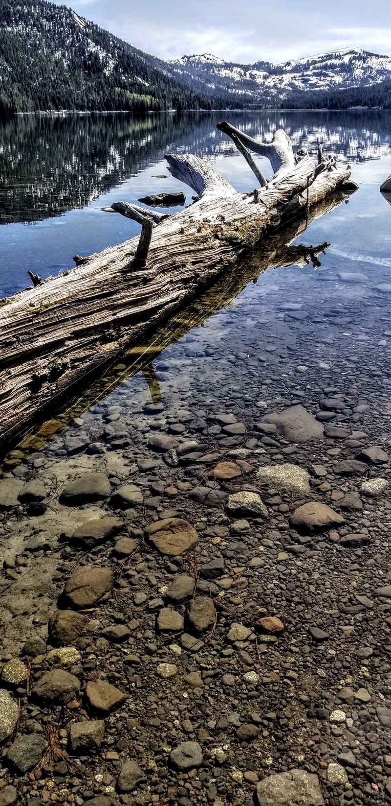 Rare Lahontan Cutthroat Trout Live Here