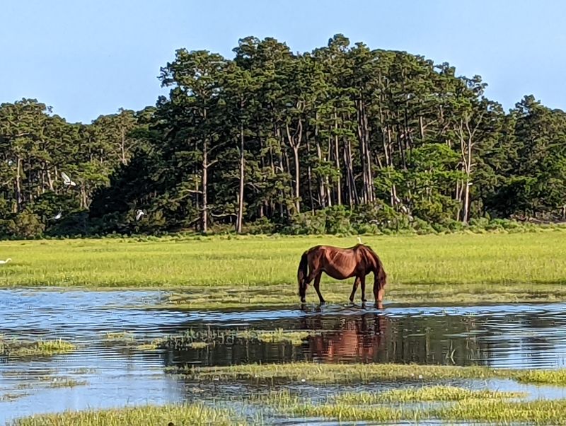 Assateague State Park 