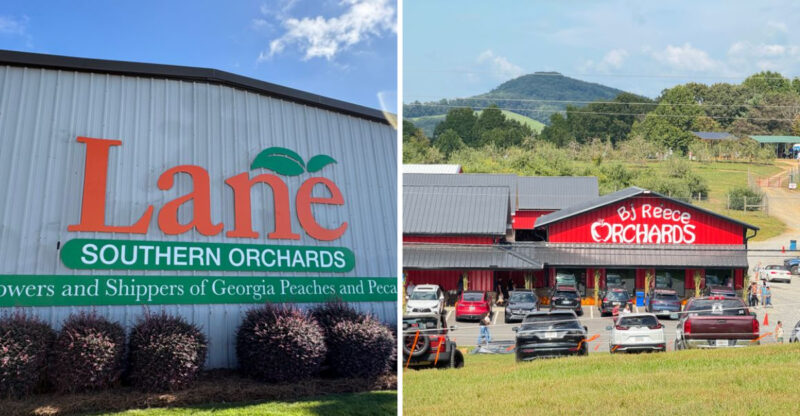 Delicious Georgia Cider-Donut Stands You’ve Got To Make The Drive For