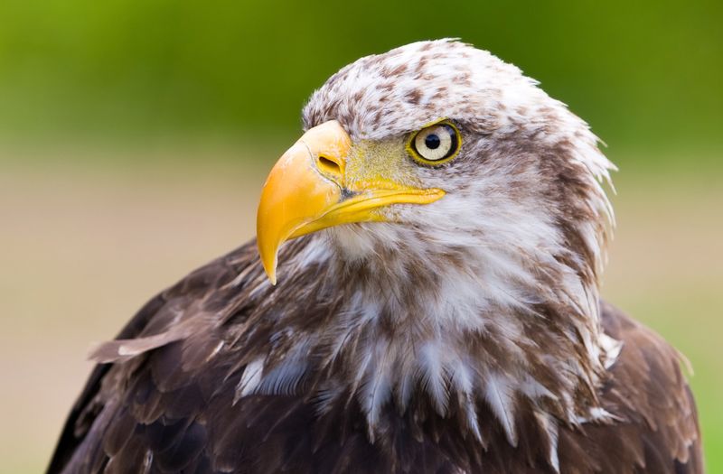 Chase The Northern Lights On The Scenic Aurora Winter Train Ride Through Alaska's Wilderness - Decor Hint Wildlife Sightings Add Unexpected Excitement