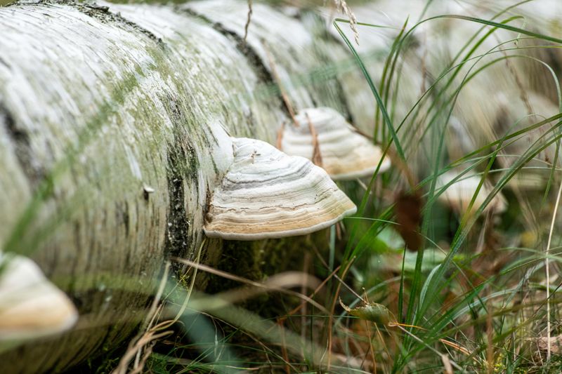 Birch Log Bundle Display