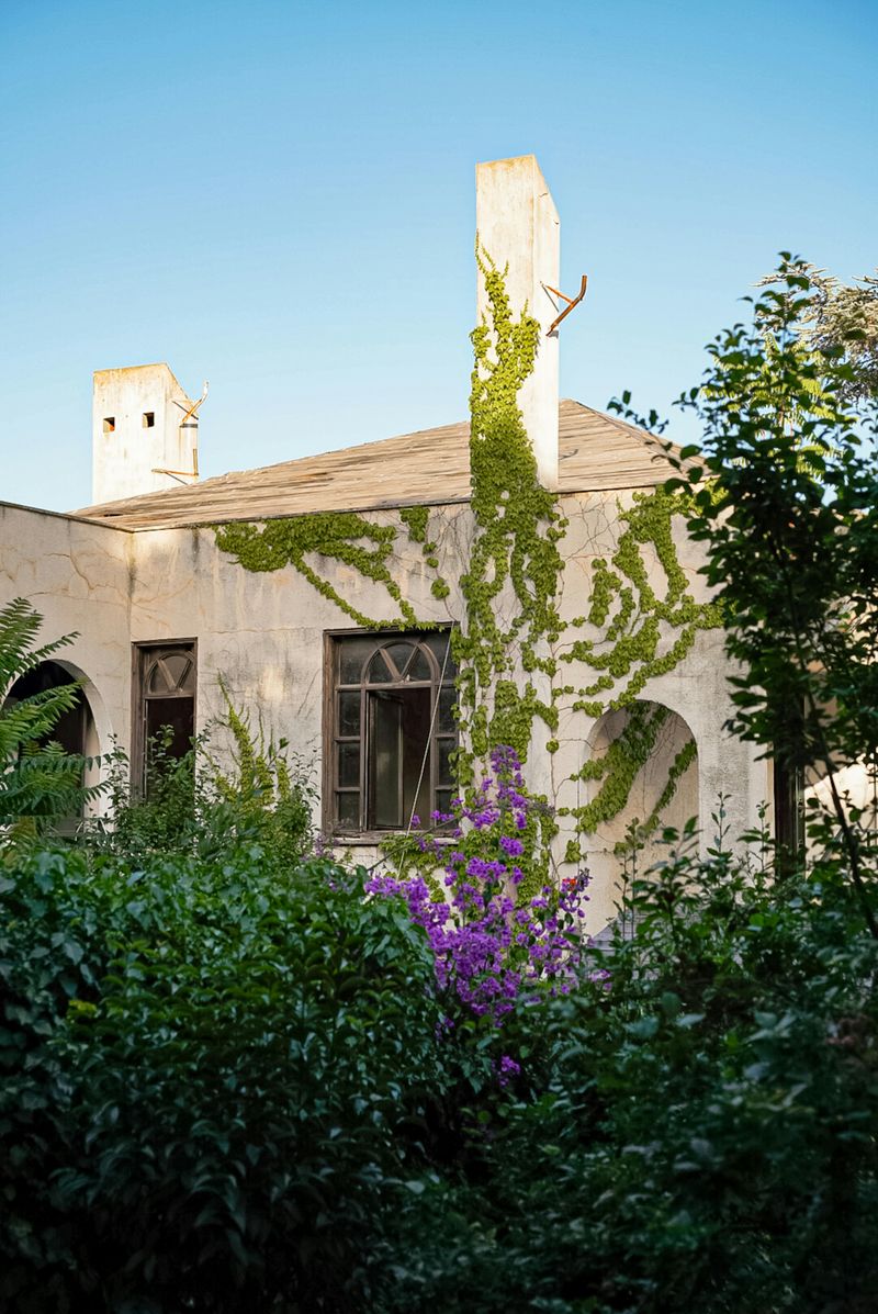 14 Maryland Home Features That Could Be Illegal (Or Out Of Code) - Decor Hint Overgrown Hedges