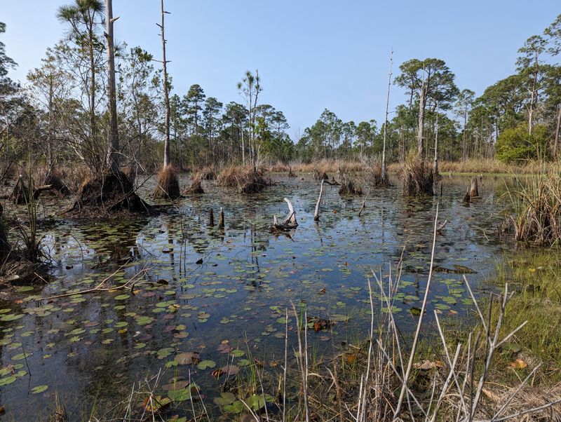 12 Alabama Beach Towns That Get Overrun By Tourists Every Summer (According To Locals) - Decor Hint Bon Secour