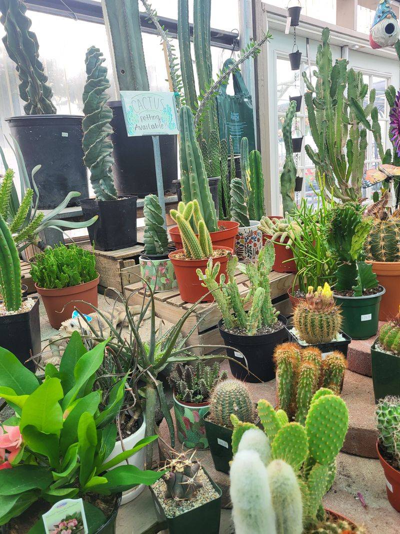 How Floridians Are Getting Their Christmas Cactus To Bloom Like Crazy - Decor Hint Feed Them During Growing Season Only