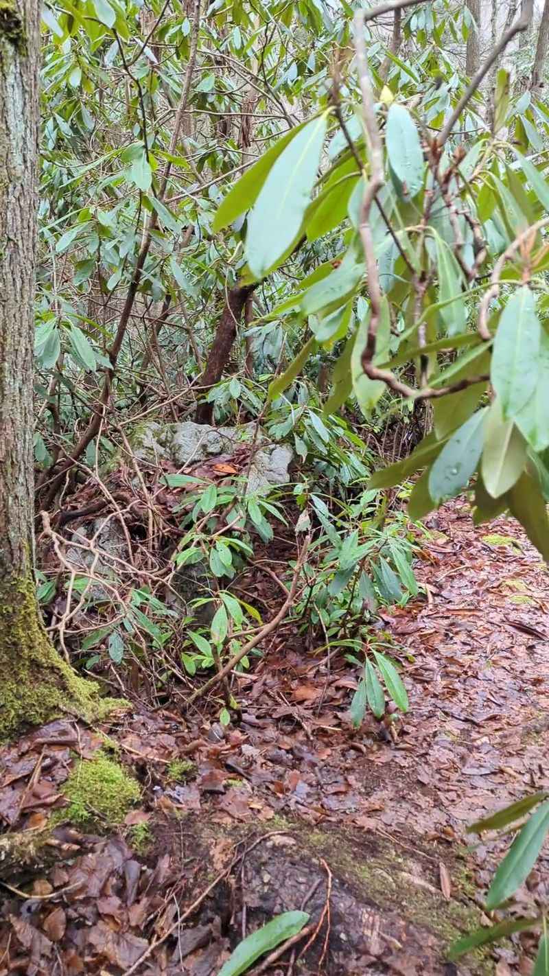 The Secret Pennsylvania Waterfall Trail Locals Try To Keep Quiet - Decor Hint The Hike Demands Respect But Rewards Effort
