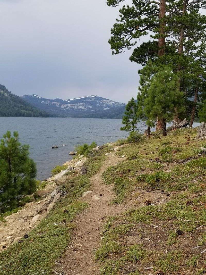 Eagles and Ospreys Nest Around the Shore
