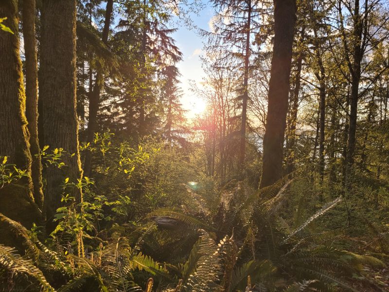 Bellingham, Washington: The Hidden Gem For Active Getaways Near Tri-Cities - Decor Hint Sehome Hill Arboretum Provides Peaceful Forest Walks