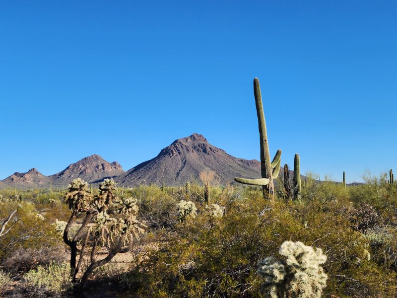 15 Arizona Tourist Traps Locals Won’t Touch (And The Desert Wonders You Can’t Miss) - Decor Hint Saguaro National Park Crowds vs. Tucson Mountain Park’s Starr Pass