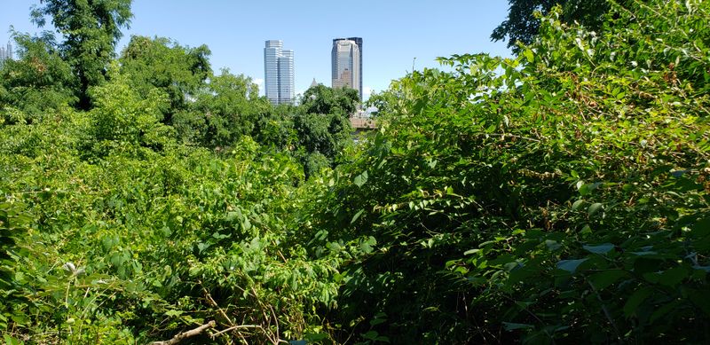 Connections Lead To Deeper Forest Exploration