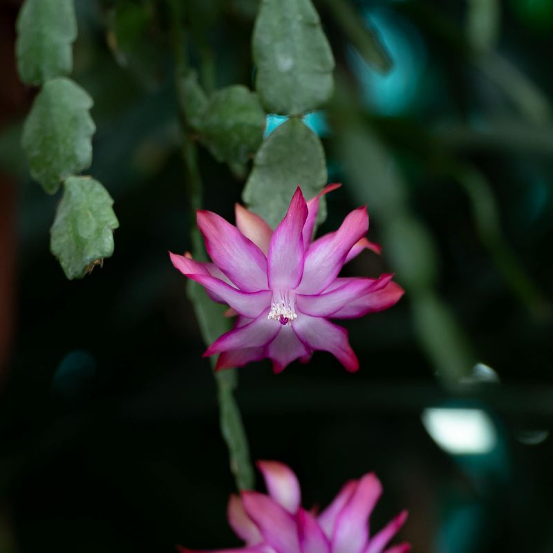 How Floridians Are Getting Their Christmas Cactus To Bloom Like Crazy - Decor Hint Lock Them In Total Darkness