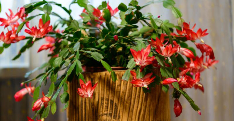 How Floridians Are Getting Their Christmas Cactus To Bloom Like Crazy