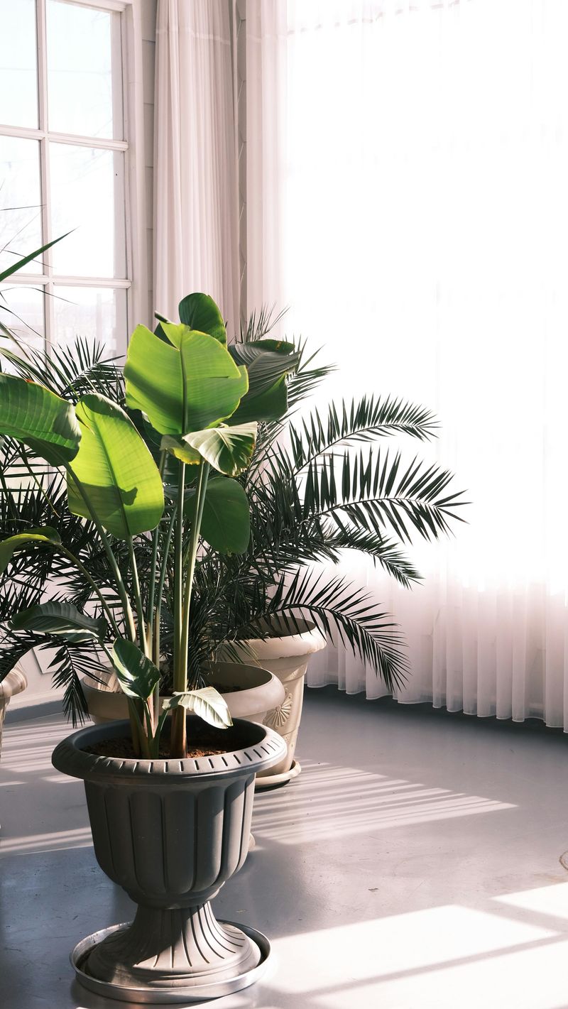 12 Ways To Cozy Up Your Texas Home This Winter With Neutrals And Greenery - Decor Hint Place Potted Ferns In Every Room