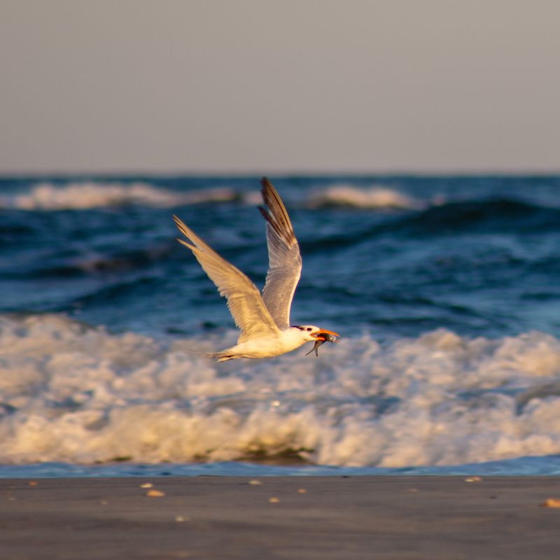 This Overlooked North Carolina Beach Town Might Be The Coast's Best-Kept Secret - Decor Hint Bird Island Reserve