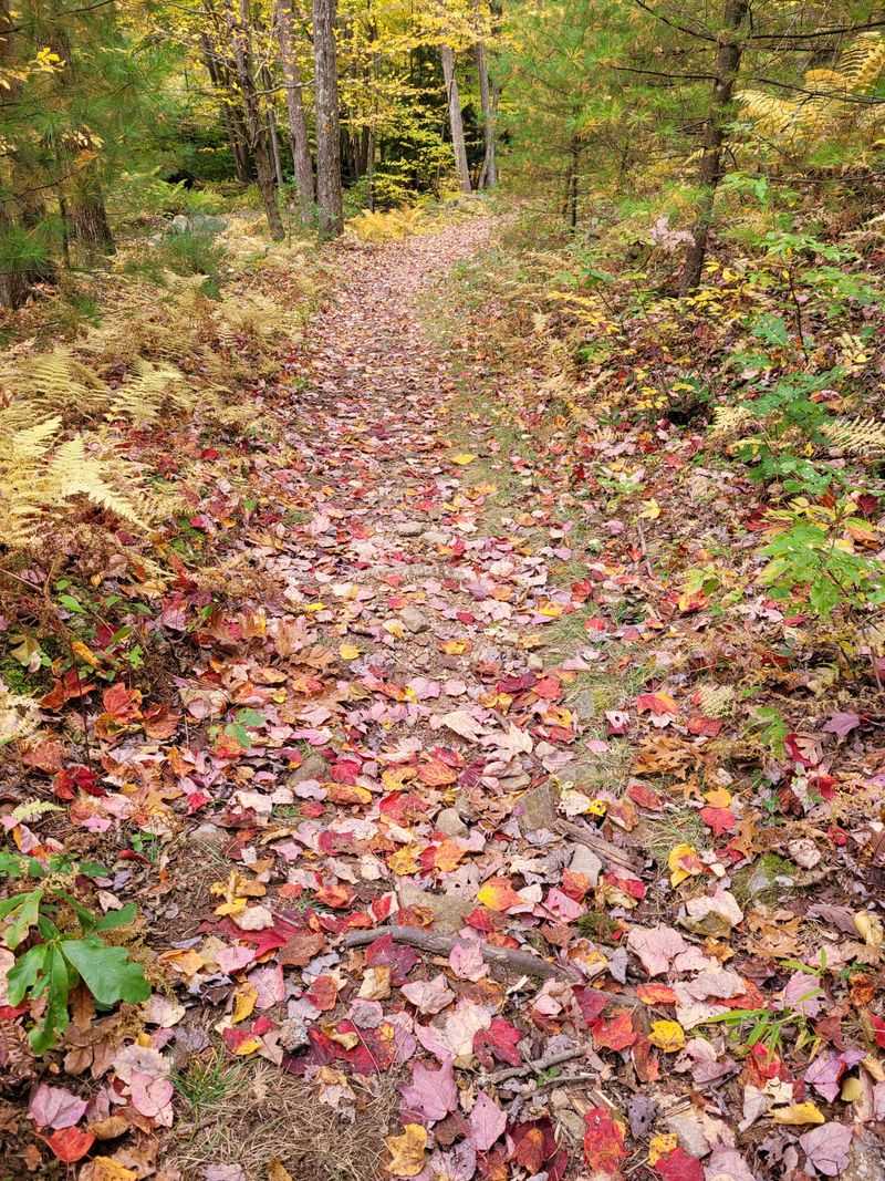 The Secret Pennsylvania Waterfall Trail Locals Try To Keep Quiet - Decor Hint Trail Conditions Change With Weather and Seasons