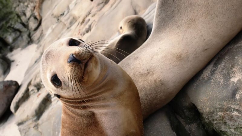 18 Beaches In San Diego County Where Sun, Sand, And Surf Await Year‑Round - Decor Hint La Jolla Cove