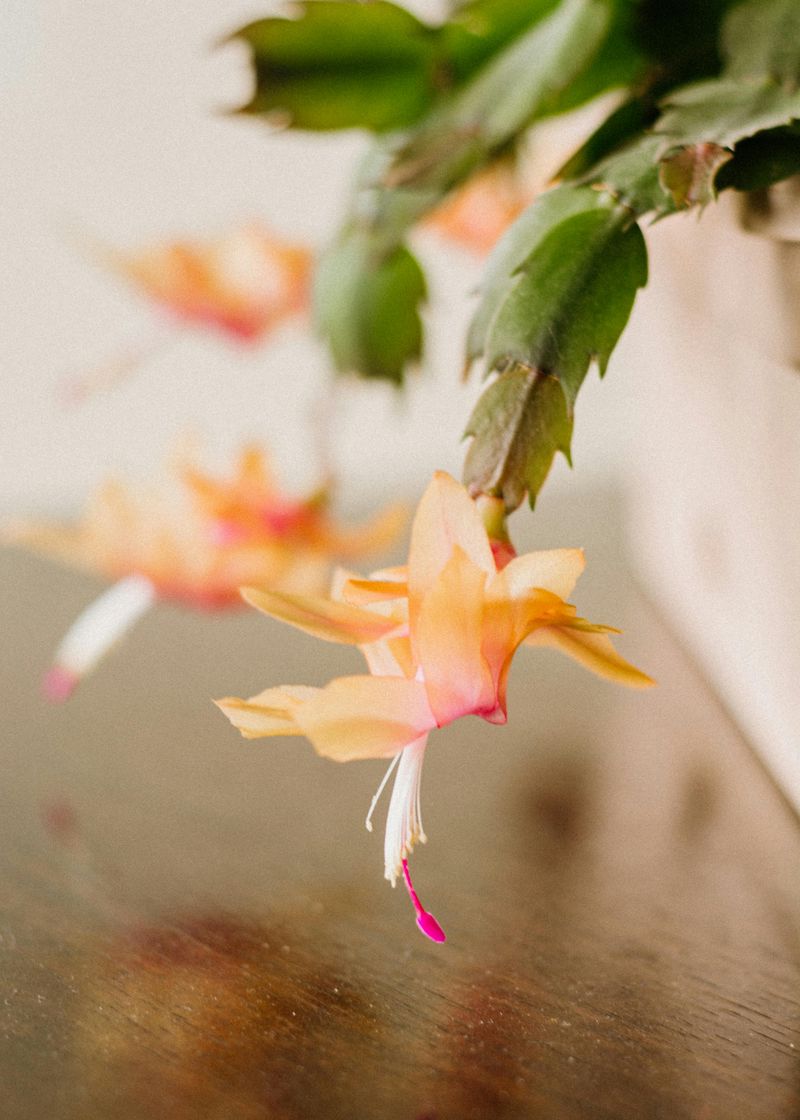 How Floridians Are Getting Their Christmas Cactus To Bloom Like Crazy - Decor Hint Chill Them Out At Night