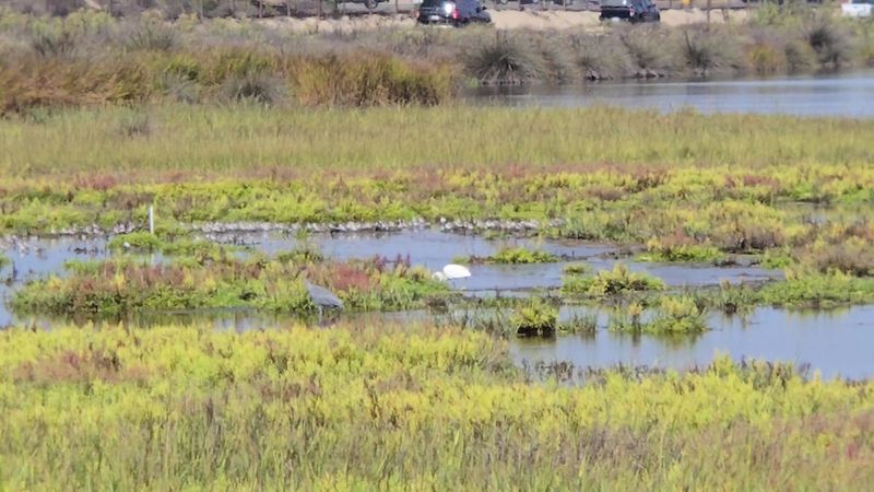 Wildlife Visitors Aren't Always Welcome