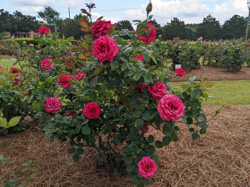 Fayetteville Rose Garden