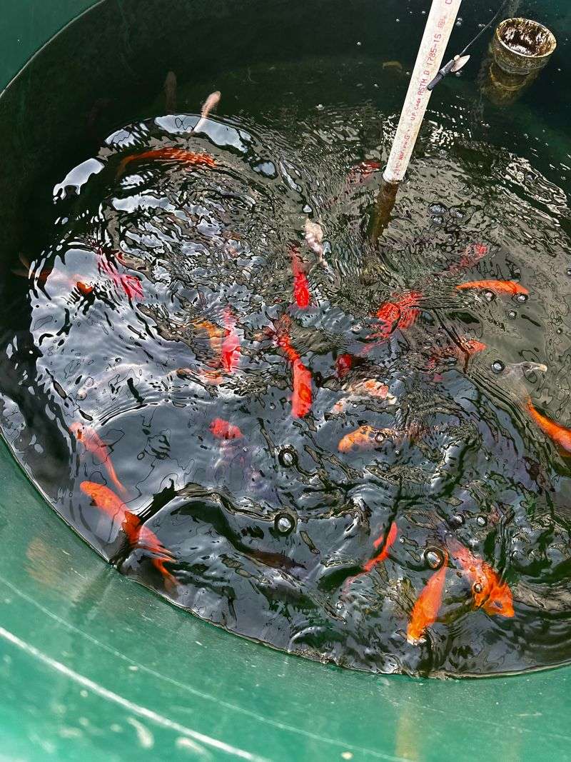 Aquaponics Systems in Urban Restaurants