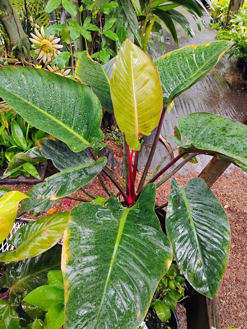 18 Florida Winter Porch Décor Ideas That Bring Coastal Charm To Cooler Months - Decor Hint Tropical Planters