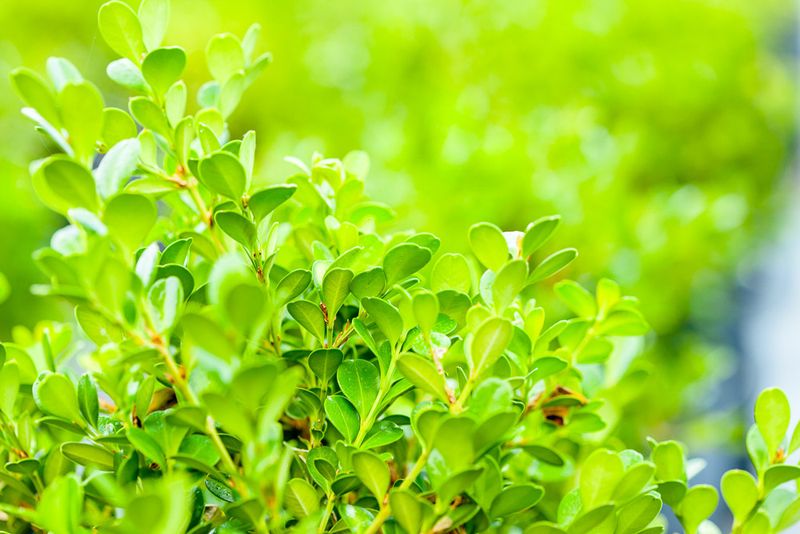 18 Florida Winter Porch Décor Ideas That Bring Coastal Charm To Cooler Months - Decor Hint Potted Evergreens