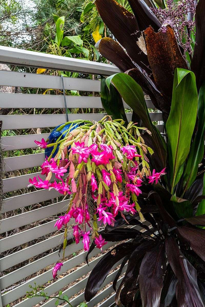 How Floridians Are Getting Their Christmas Cactus To Bloom Like Crazy - Decor Hint Pump Up The Humidity