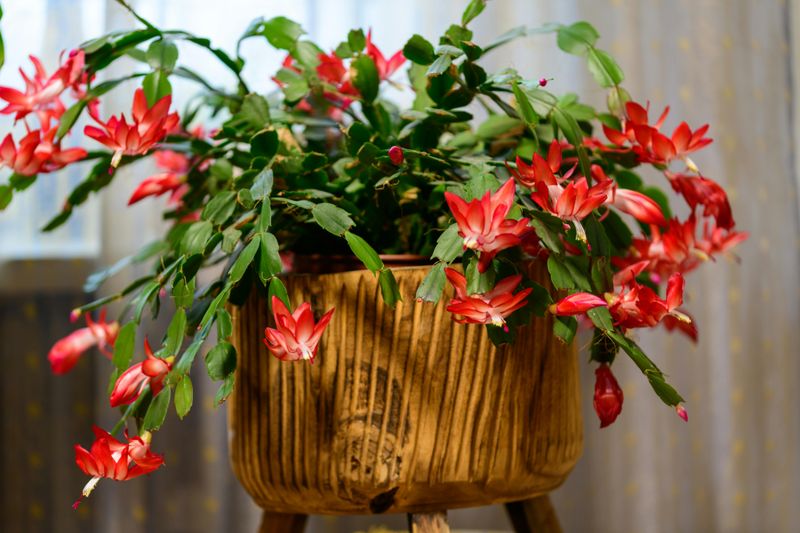 How Floridians Are Getting Their Christmas Cactus To Bloom Like Crazy - Decor Hint Keep Temperatures Steady