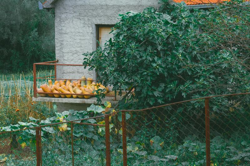 Front Yard Vegetable Gardens