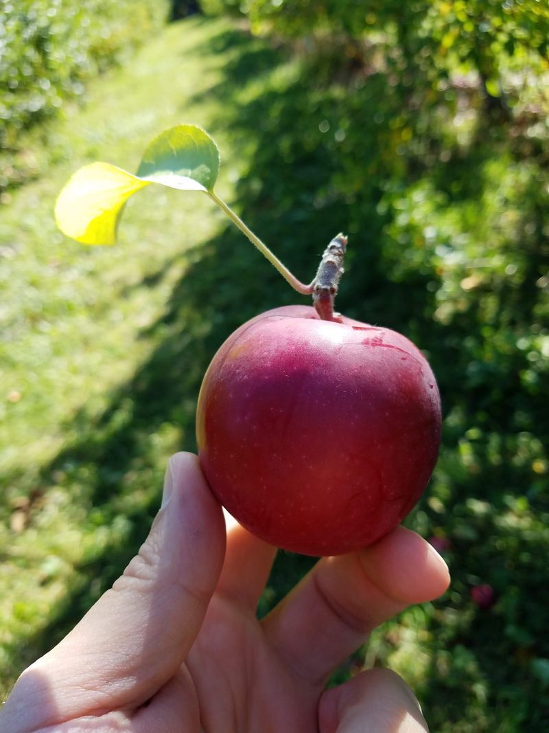 10 Maine Cider-Donut Stands That Make Winter Worth The Trip - Decor Hint Wallingford's Fruit House